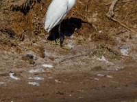 Witte reiger : Europa, Nat. park Donana, Reisen, Spanje, europa